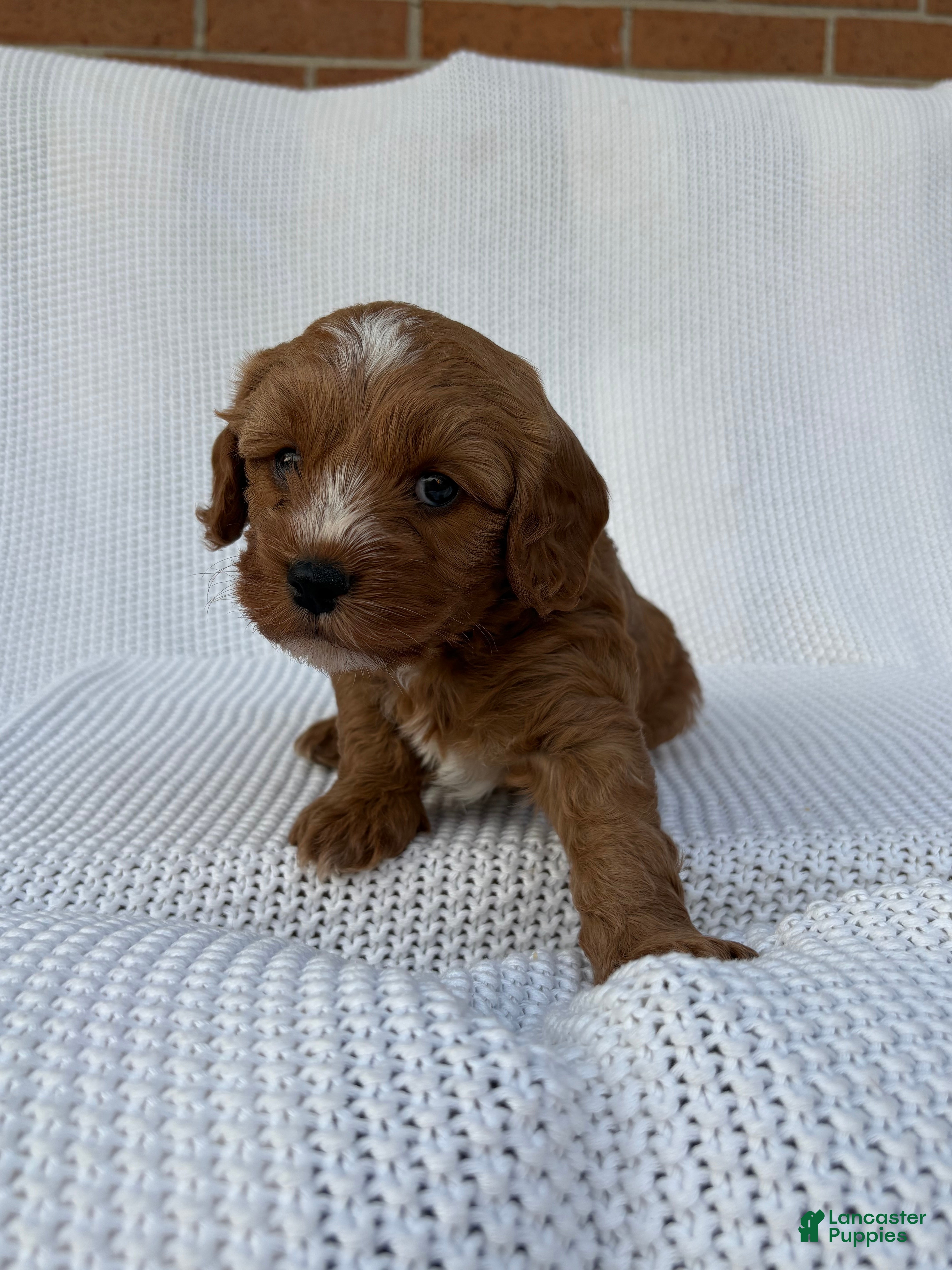 Cavapoo dogs Piper - Ad 2