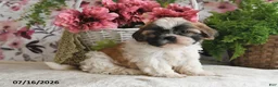 Shih Tzu dogs for sale: Rosey - Ad 5