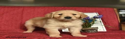 Golden Retriever dogs for sale: Pirate  - Ad 4