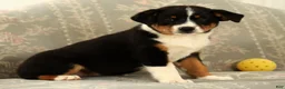 Australian Shepherd dogs for sale: Zoey - Ad 1