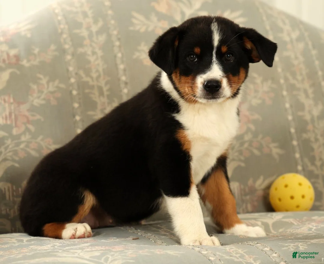 Australian Shepherd dogs for sale: Zoey - Ad 1