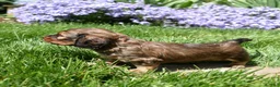 Miniature Dachshund dogs for sale: Rusty - Ad 5