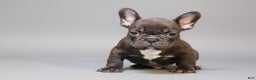 French Bulldog dogs for sale:  Puppy 1 - Ad 2