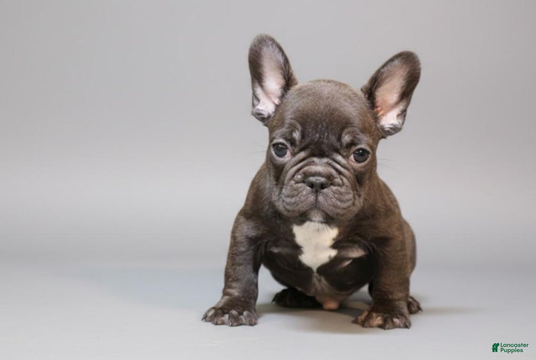 French Bulldog dogs for sale:  Puppy 1 - Ad 2