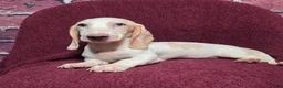 Miniature Dachshund dogs for sale: Mason - Ad 4