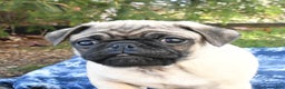 Pug dogs for sale: Cookie - Ad 5