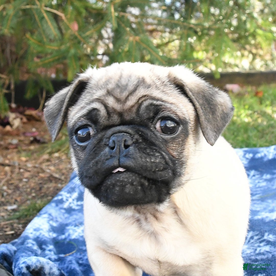 Pug dogs for sale: Cookie - Ad 5