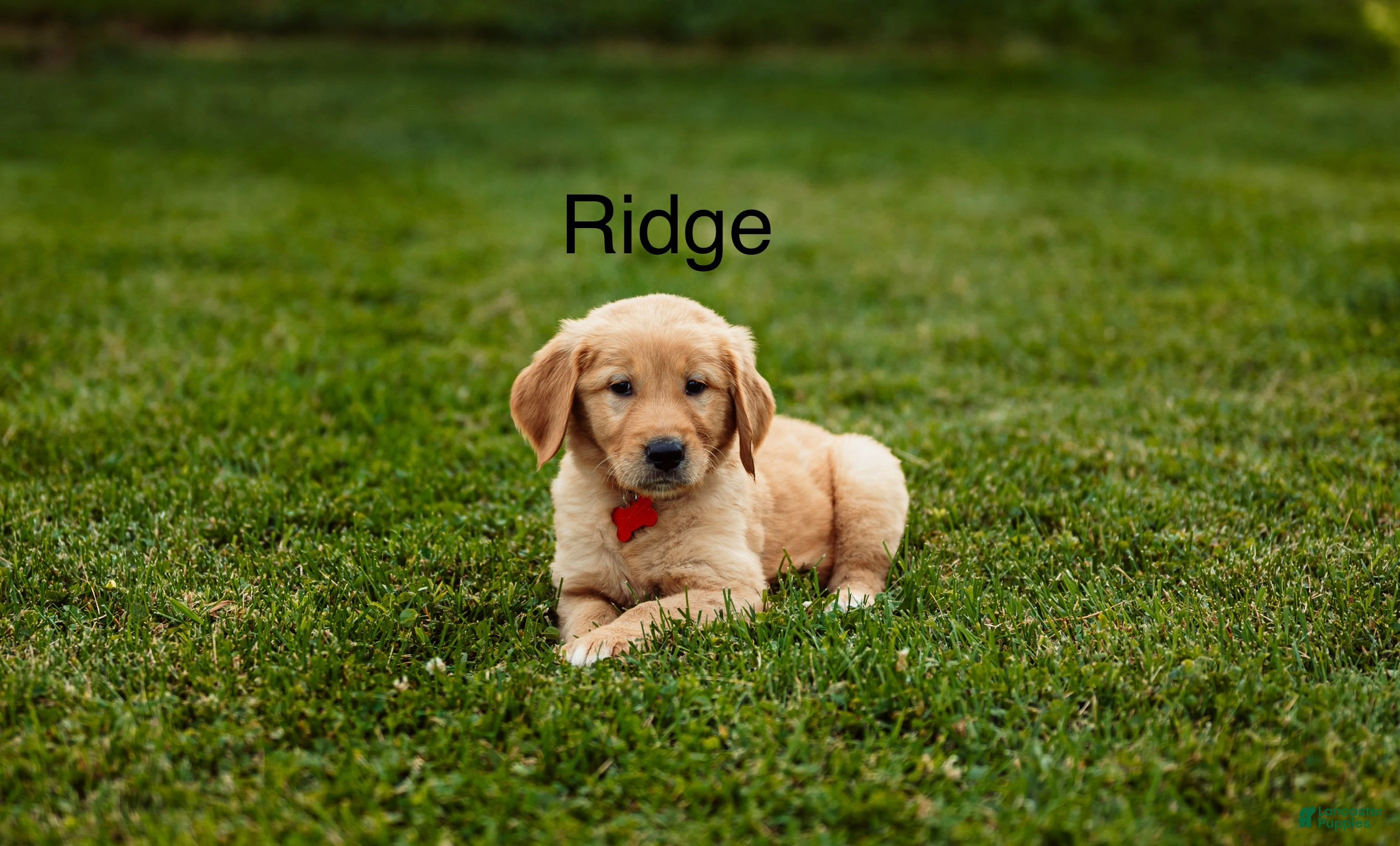 Golden Retriever dogs Ridge - Ad 1