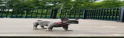 French Bulldog dogs for sale: Sena - Ad 8