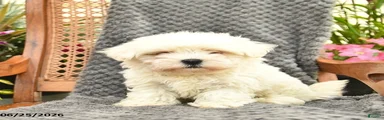 Fluffy 