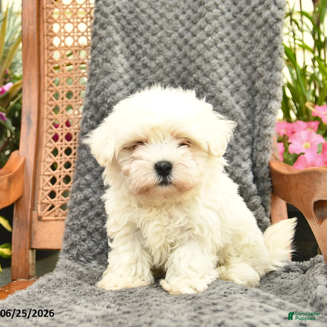 Maltipoo dogs for sale: Fluffy  - Ad 1