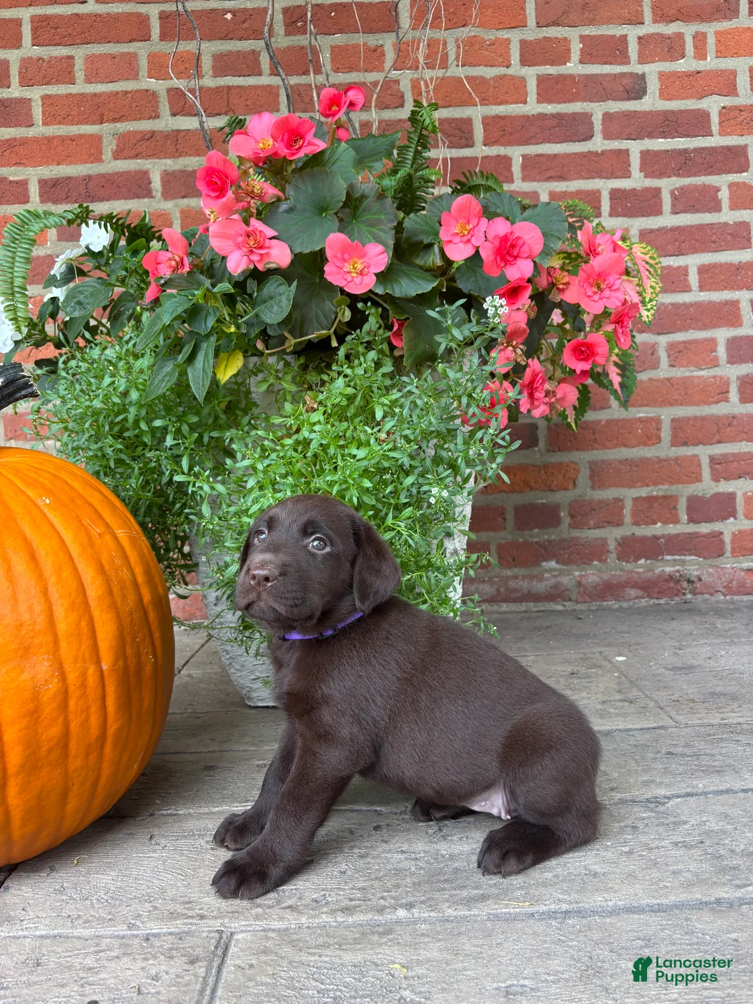 Labrador Retriever dogs for sale: Maggie - Ad 2