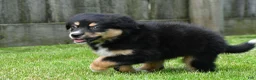 Australian Shepherd dogs for sale: Ethan - Ad 4