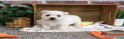 West Highland Terrier dogs for sale: Eric - Ad 5