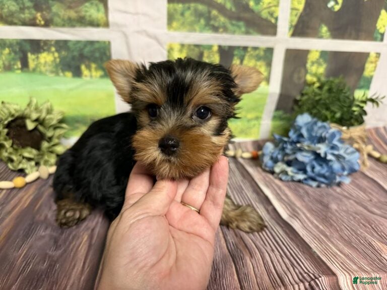 Yorkshire Terrier dogs Levi - Ad 1