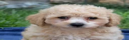 Bichpoo dogs for sale: Coach - Ad 3