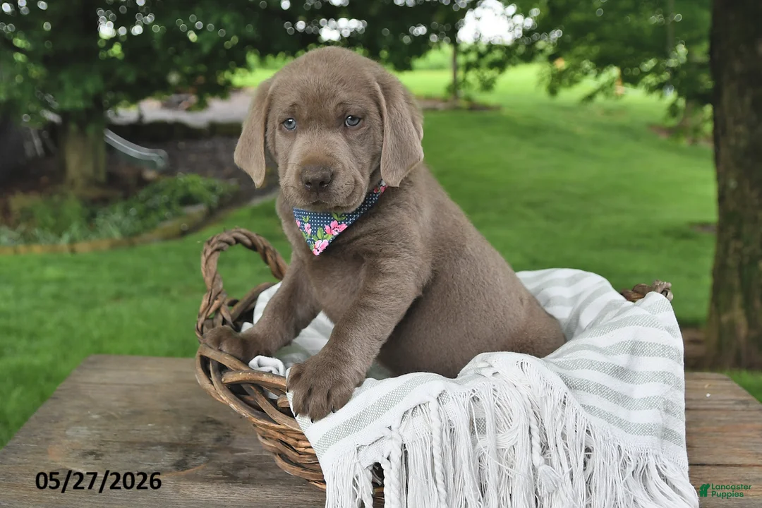Labrador Retriever dogs for sale: Ari - Ad 2