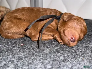 Standard Poodle dogs Black - Ad 27