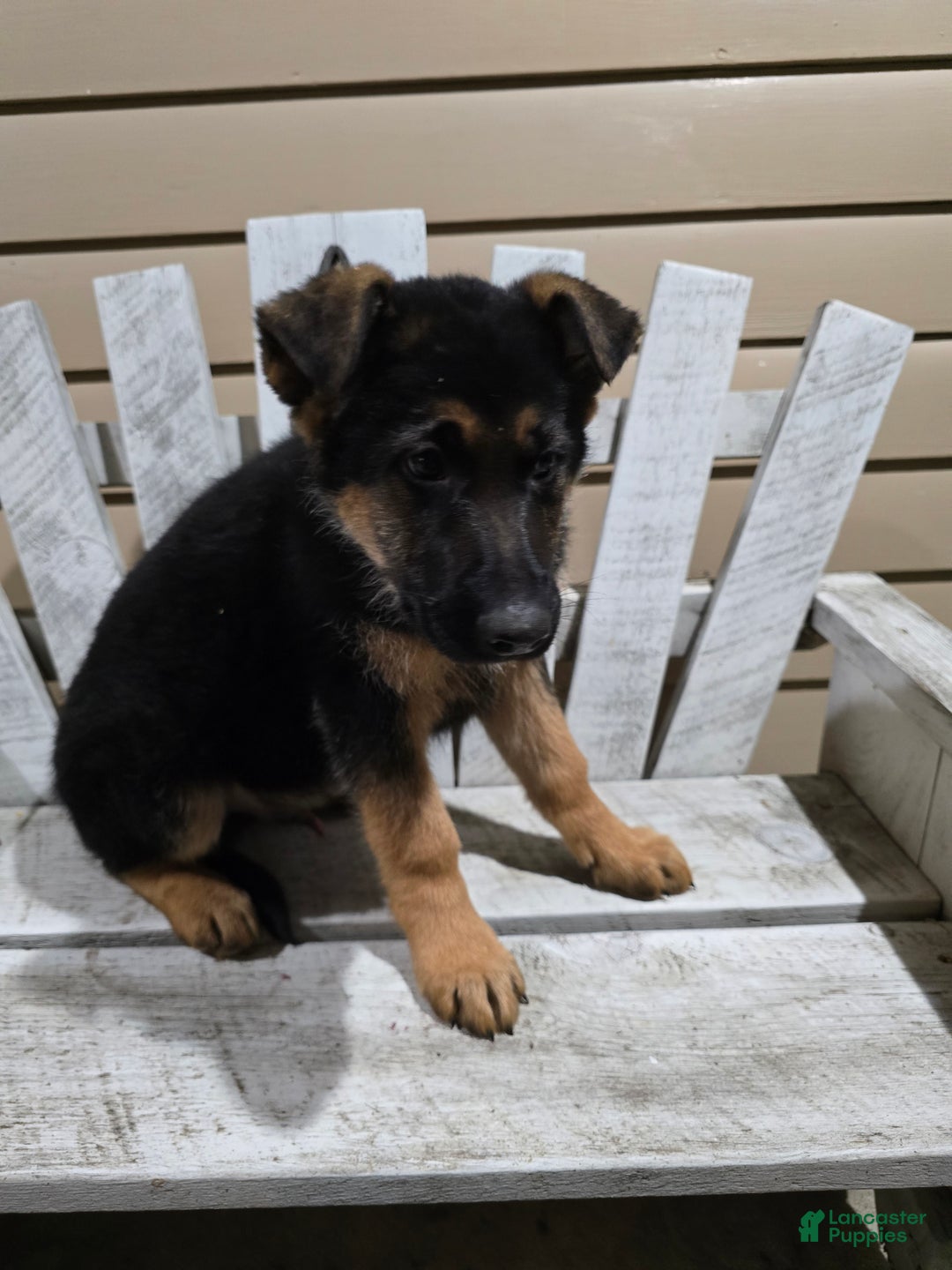 German Shepherd dogs for sale: Max - Ad 6