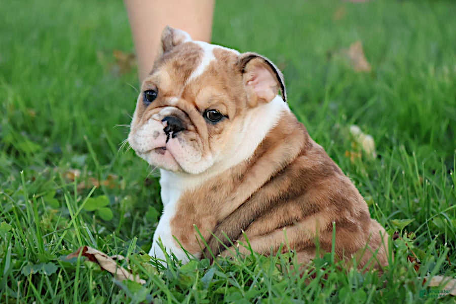 English Bulldog dogs for sale: Alexis - Ad 1