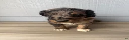 Aussiedoodle dogs for sale: Belfrey - Ad 4