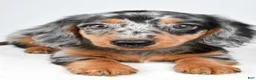 Dachshund dogs for sale: Cassandra - Ad 7