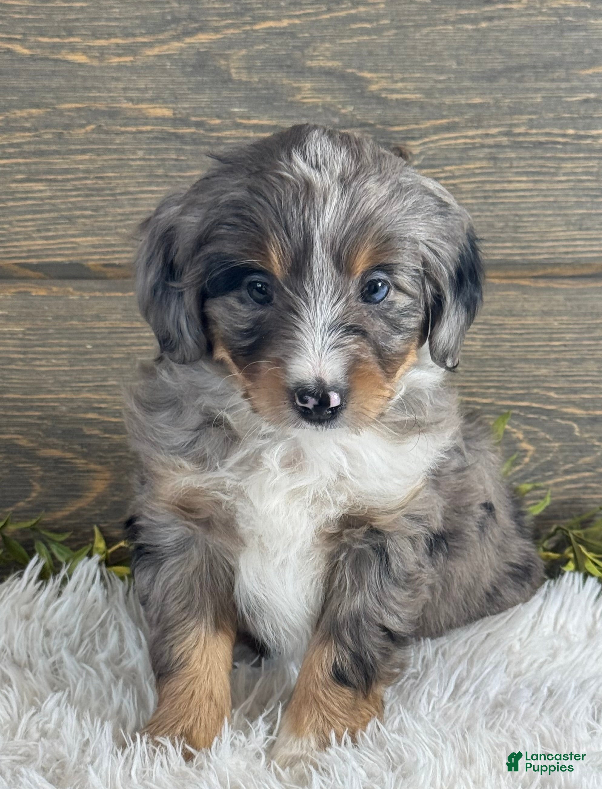 Free Mini Aussiedoodle Puppies for sale Lancaster Puppies