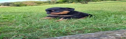 Rottweiler dogs for sale: Ping - Ad 3