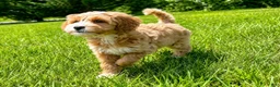 Mini Goldendoodle dogs for sale: Megan-OFA&GeneticParents - Ad 3