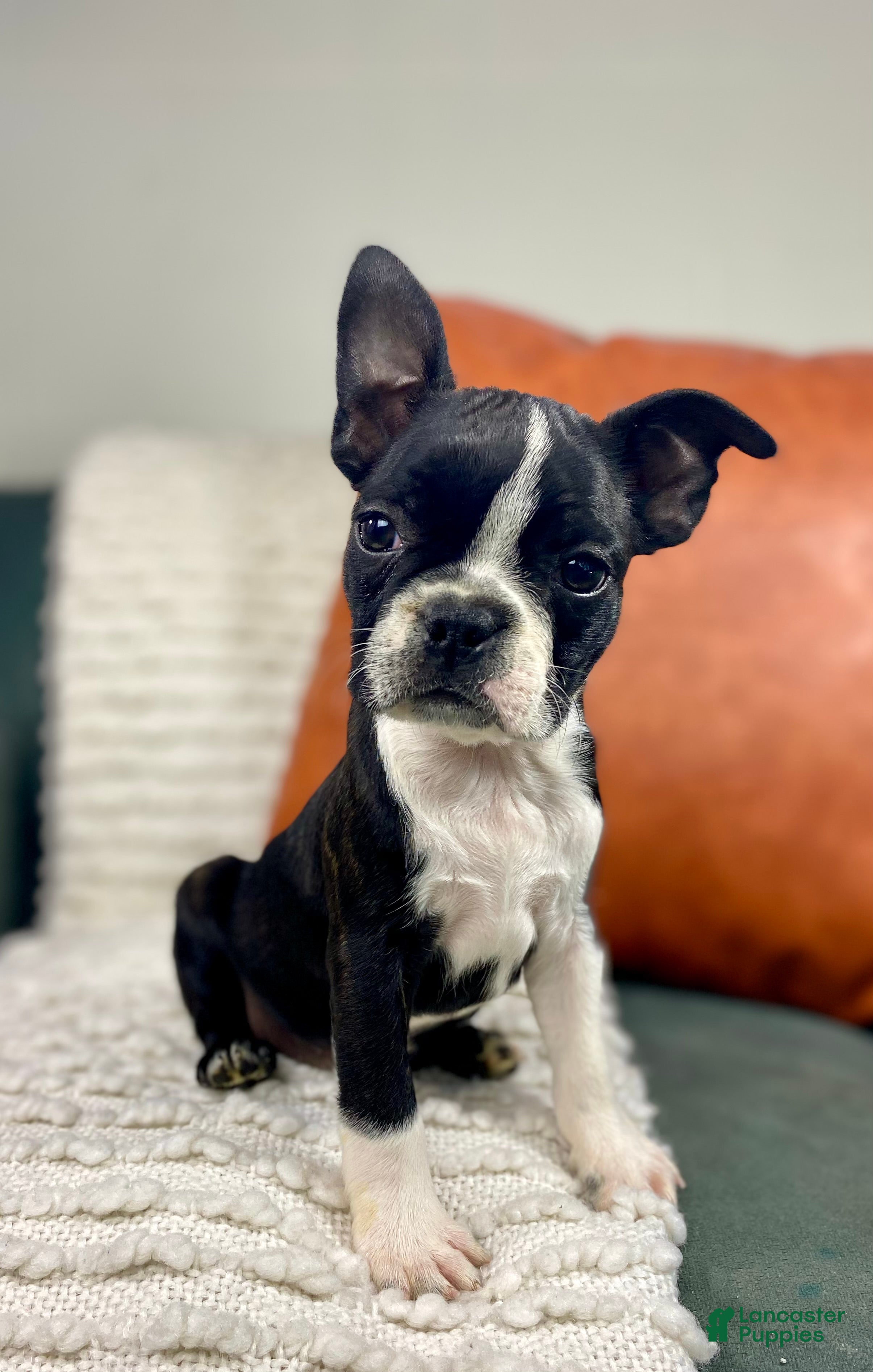 Fur Baby Boston Terrier Puppies For Sale Near Me Cheap Puppies For