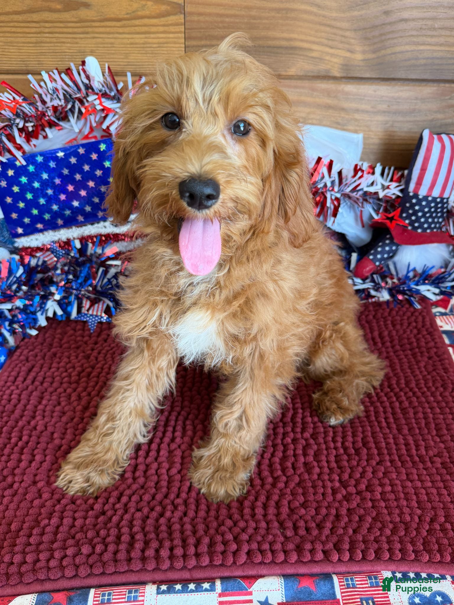 Labradoodle dogs Mini Labradoodle Tanzy - Ad 14