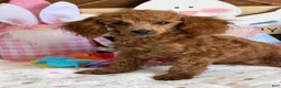 Toy Poodle dogs for sale: Prissy - Ad 1