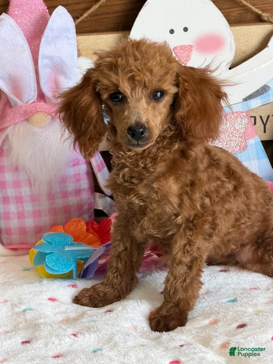 Toy Poodle dogs for sale: Prissy - Ad 1