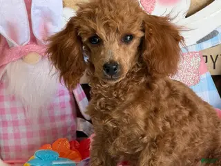 Toy Poodle dogs Prissy - Ad 41