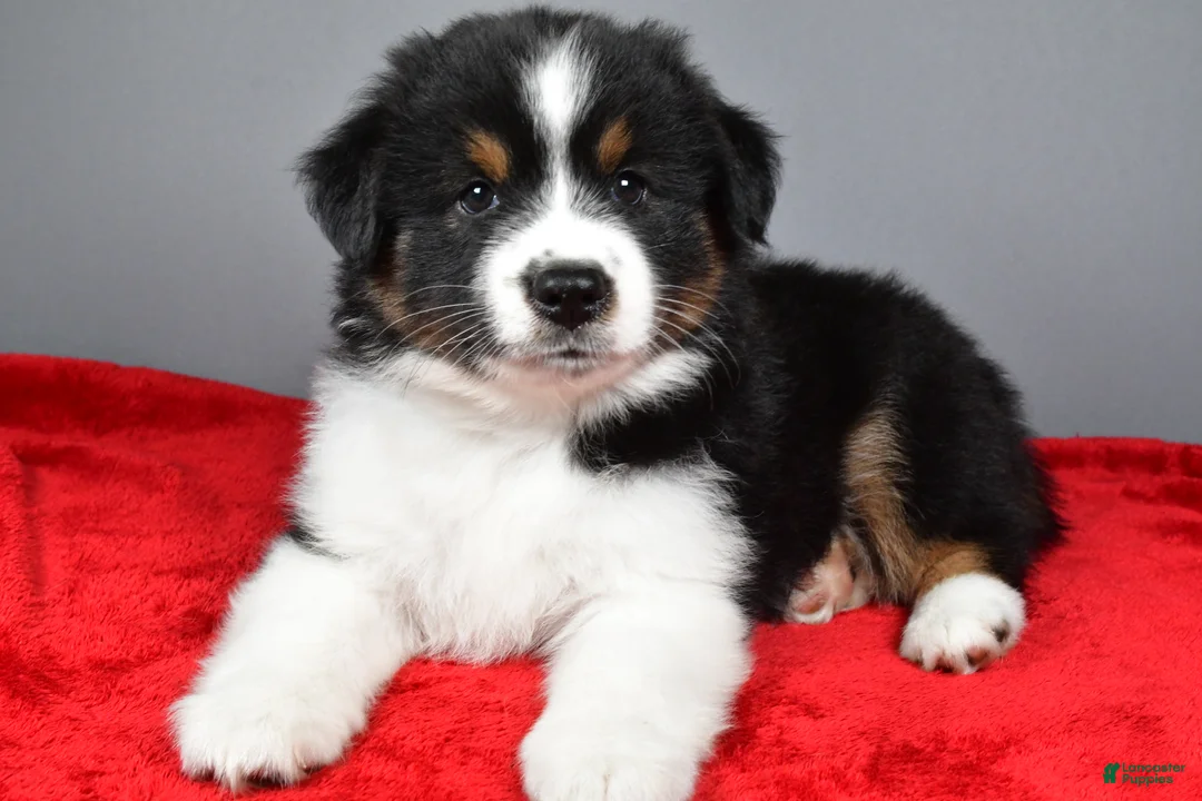 Miniature Australian Shepherd dogs for sale: Alex - Ad 1