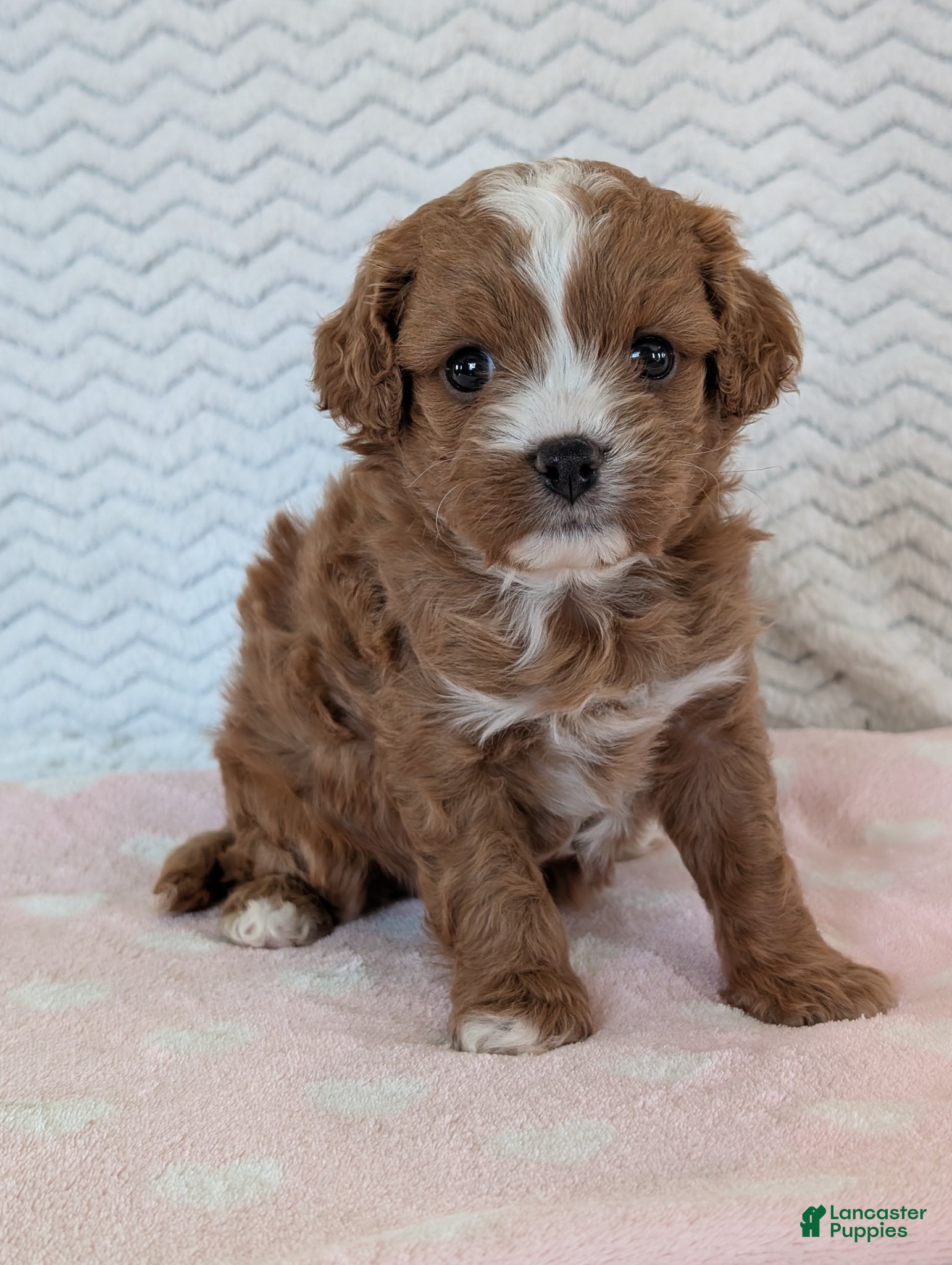 Cavapoo dogs Ginger - Ad 40