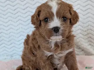 Cavapoo dogs Ginger - Ad 40