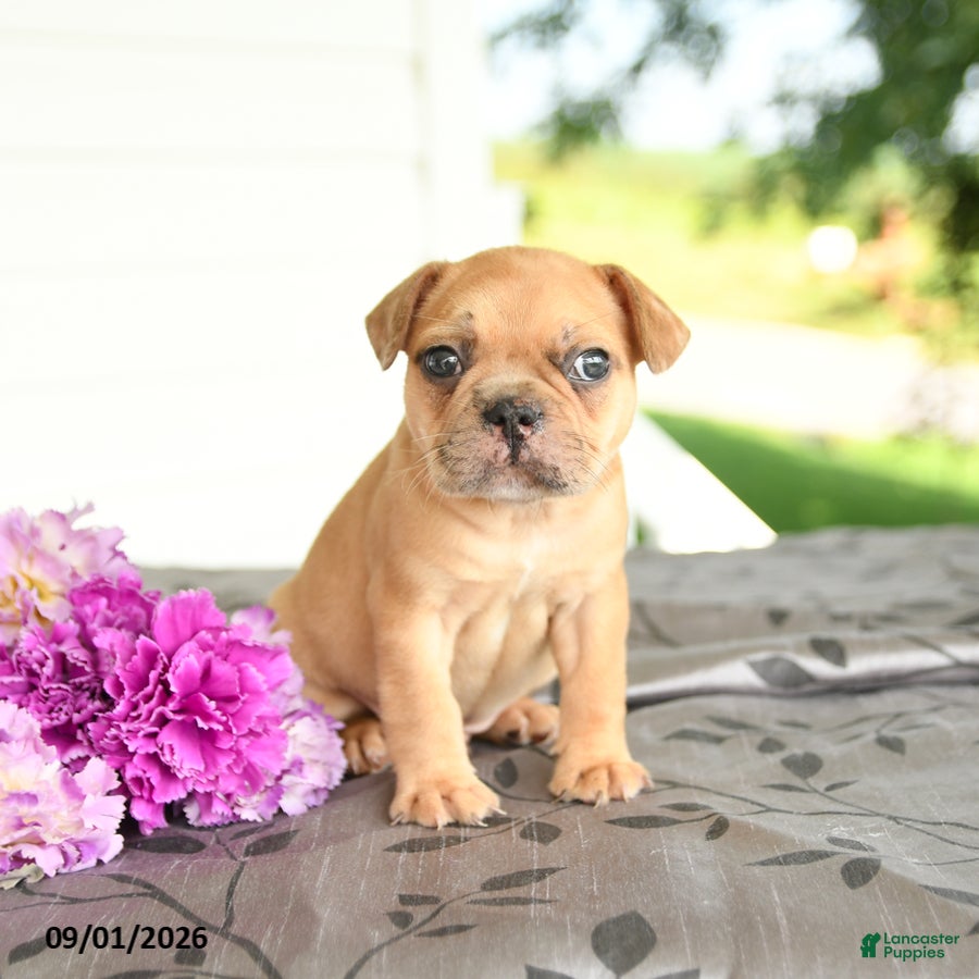 Frenchton dogs Max - Ad 1
