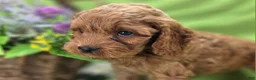 Cockapoo dogs for sale: Nigel - Ad 3