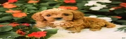 Cavapoo dogs for sale: Buddy - Ad 3