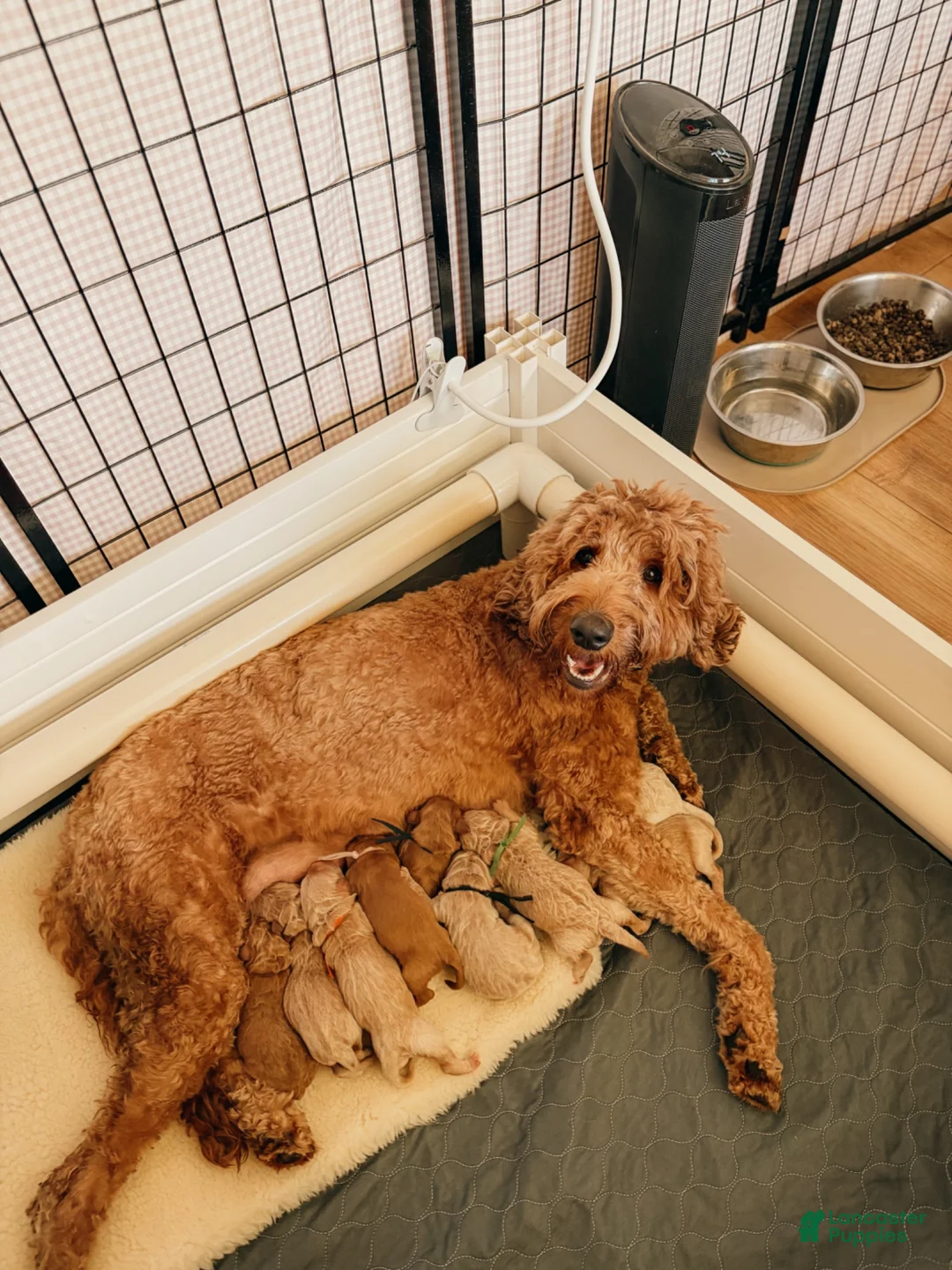Goldendoodle dogs for sale: Revere - Ad 2