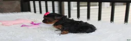 Yorkiepoo dogs for sale: Ella  - Ad 14