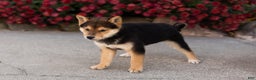 Shiba Inu dogs for sale: Benji  - Ad 8