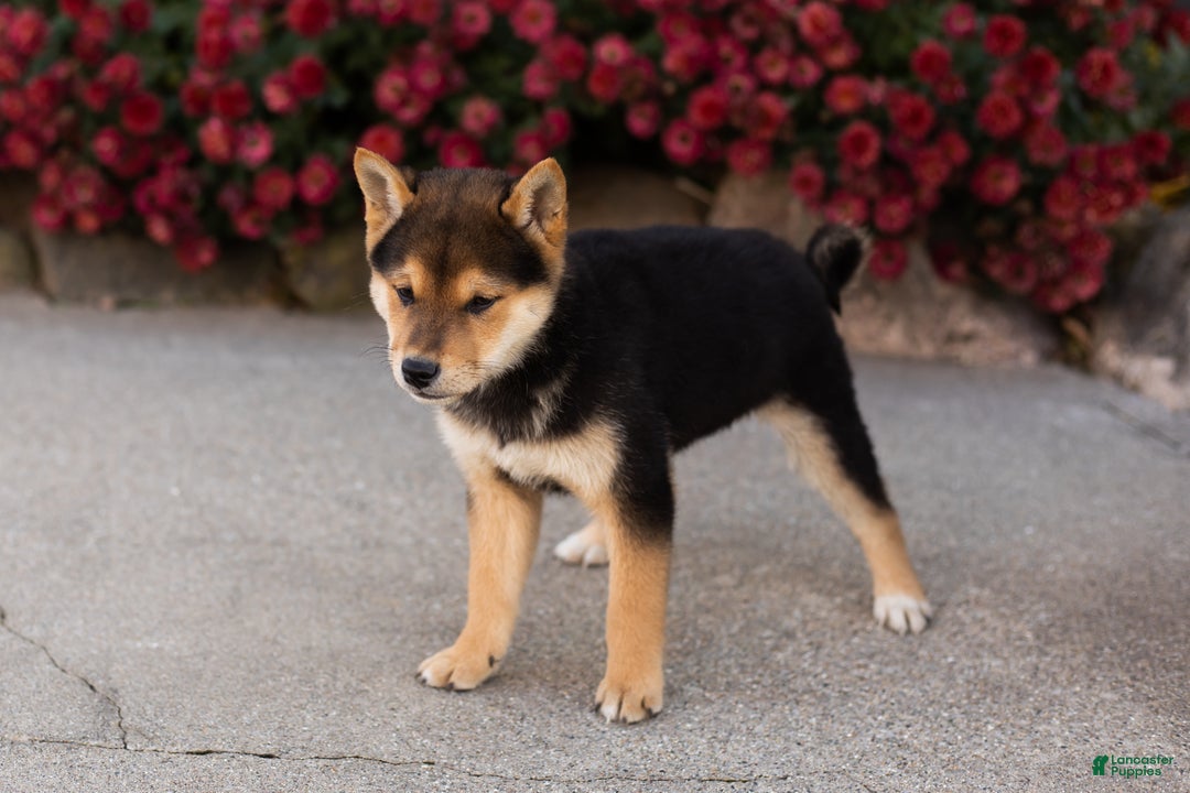 Shiba Inu dogs for sale: Benji  - Ad 8