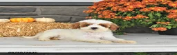 Cavapoo dogs for sale: Bennie - Ad 1