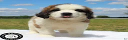 Saint Bernard dogs for sale: Breeze - Ad 3