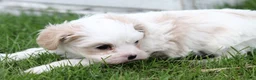 Mixed Breed dogs for sale: Mixed Breed Puppy 1 - Ad 14