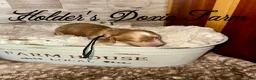 Miniature Dachshund dogs for sale: Doc - Ad 2