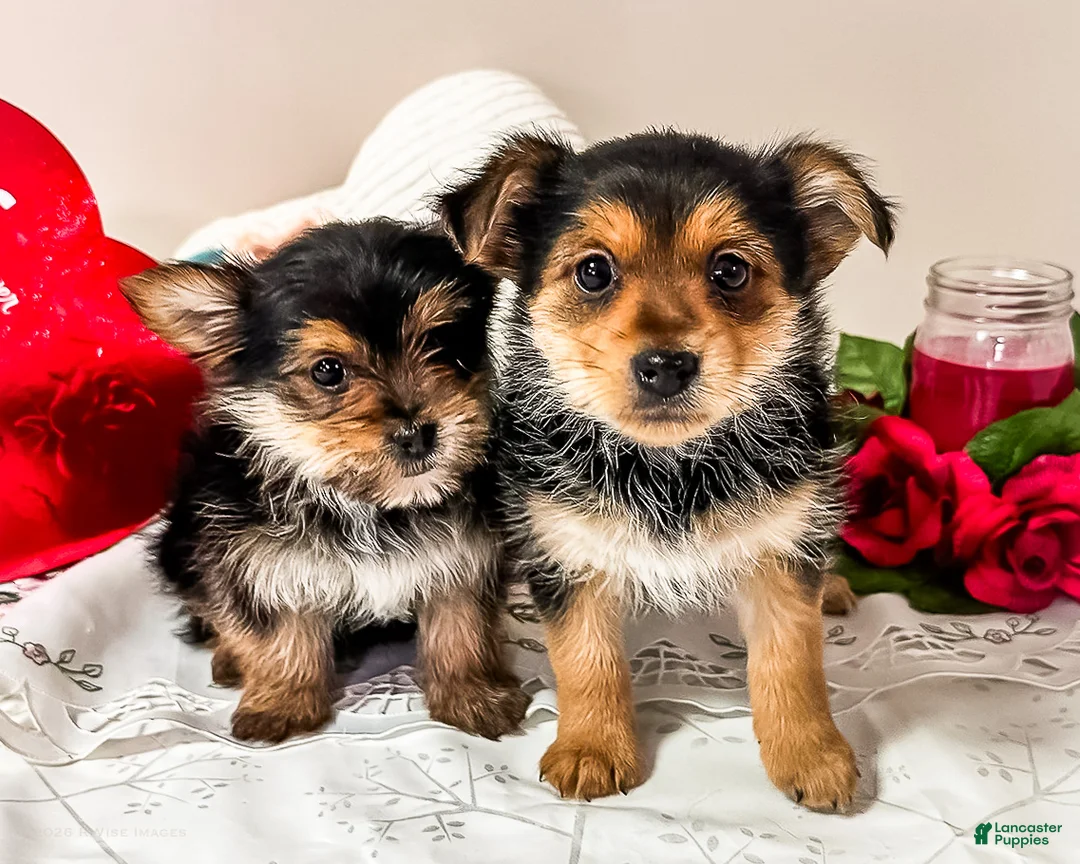 Mixed Breed dogs for sale: Madison - Ad 10