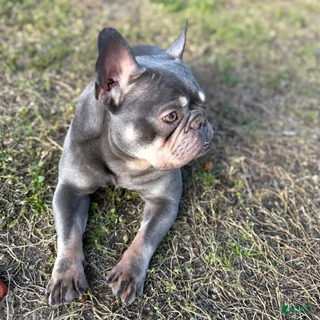 French Bulldog dogs for sale: sage - Ad 11